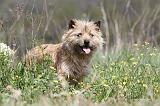 CAIRN TERRIER 198